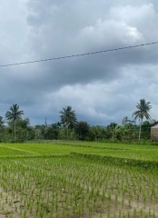 Dijual Tanah Sawah Di Cisaat Sukabumi